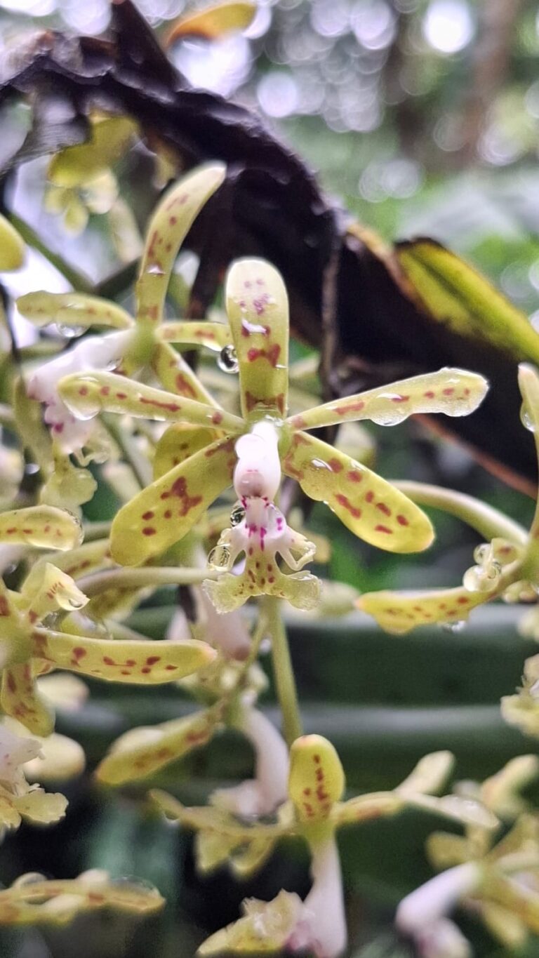 Epidendrum cristatum