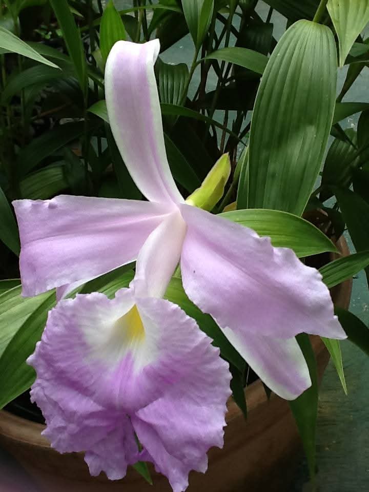 Sobralia macrantha (Lirios de San Juan)