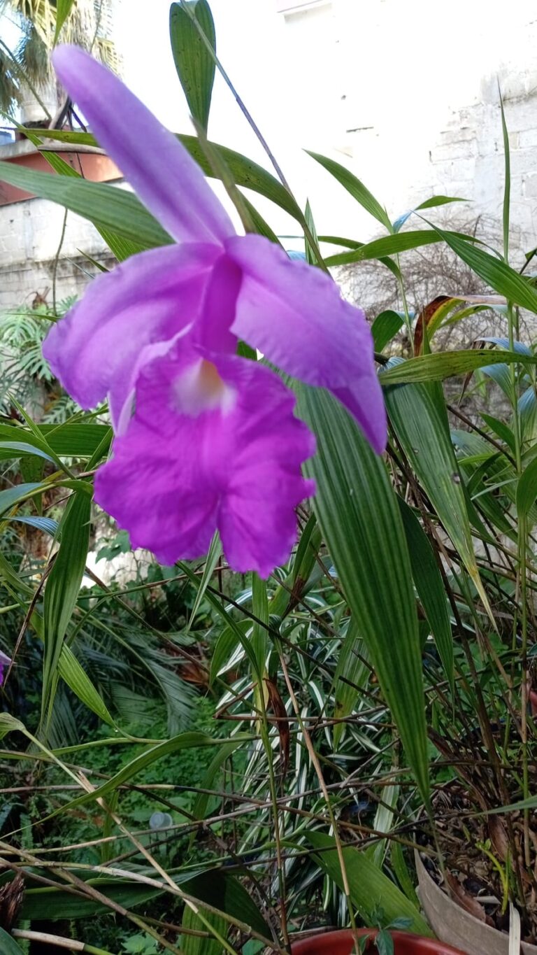 Sobralia macrantha (Lirios de San Juan)