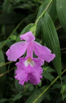 Sobralia macrantha (Lirios de San Juan)