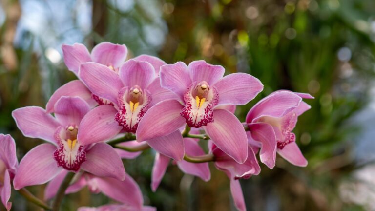 Cymbidium (Orquídea Barco)