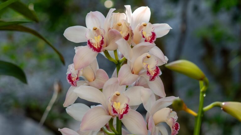 Cymbidium (orquídeas barco)