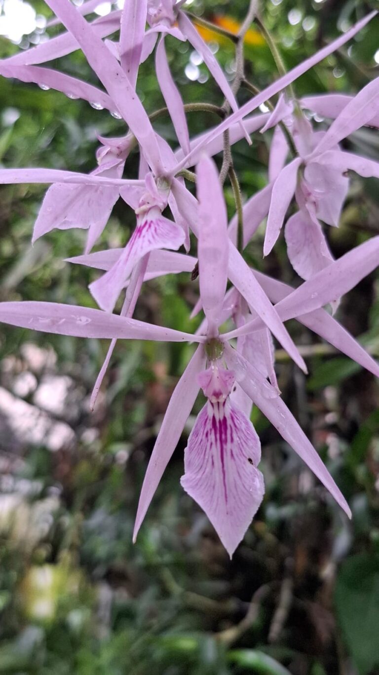 Encyclia adenocaula