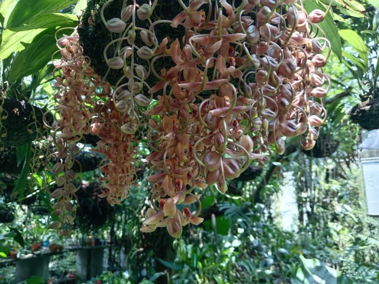 Gongora galeata