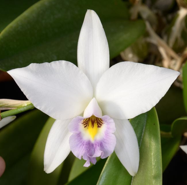 Laelia anceps