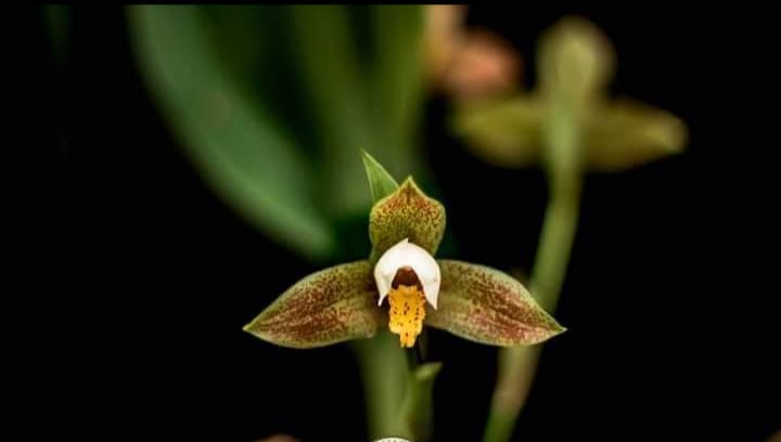 Lycaste deppei