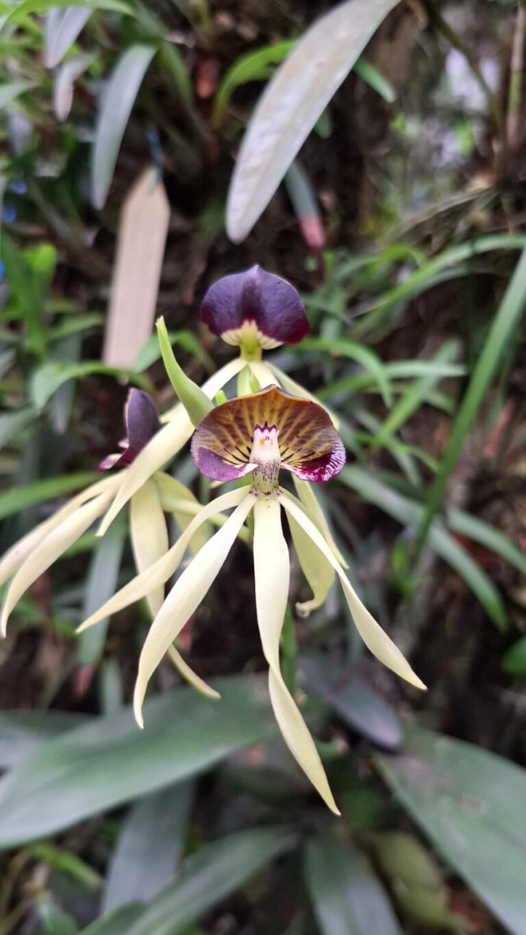 Prosthechea cochleata