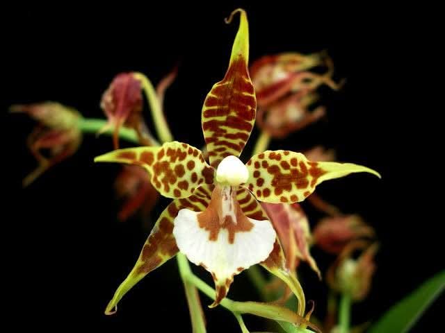 Rhynchostele cordata