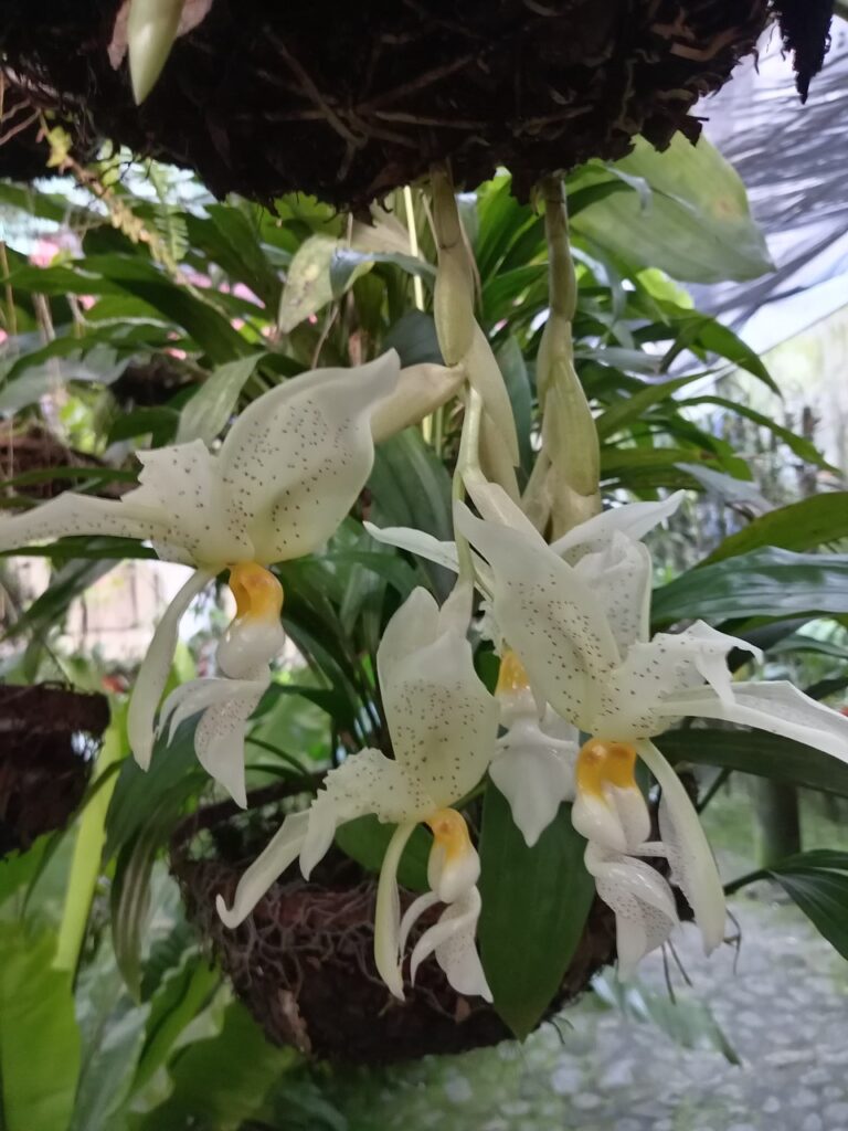 Stanhopea ruckeri