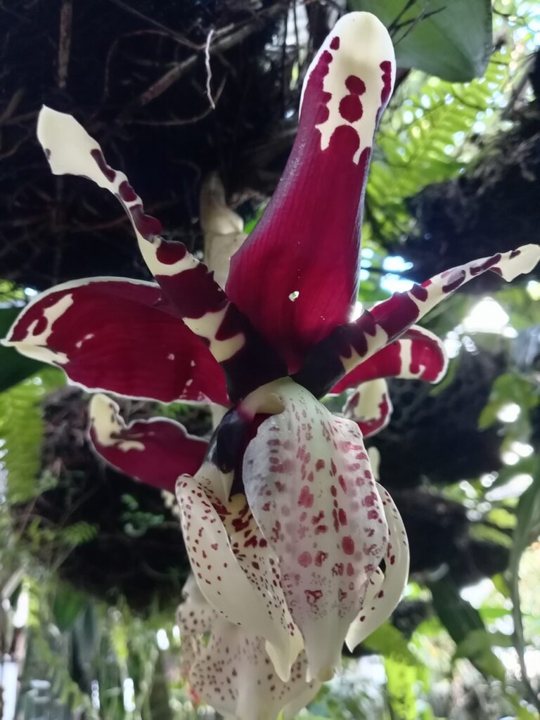 Stanhopea tigrina (toritos)