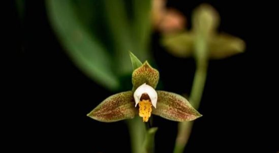 Lycaste deppei